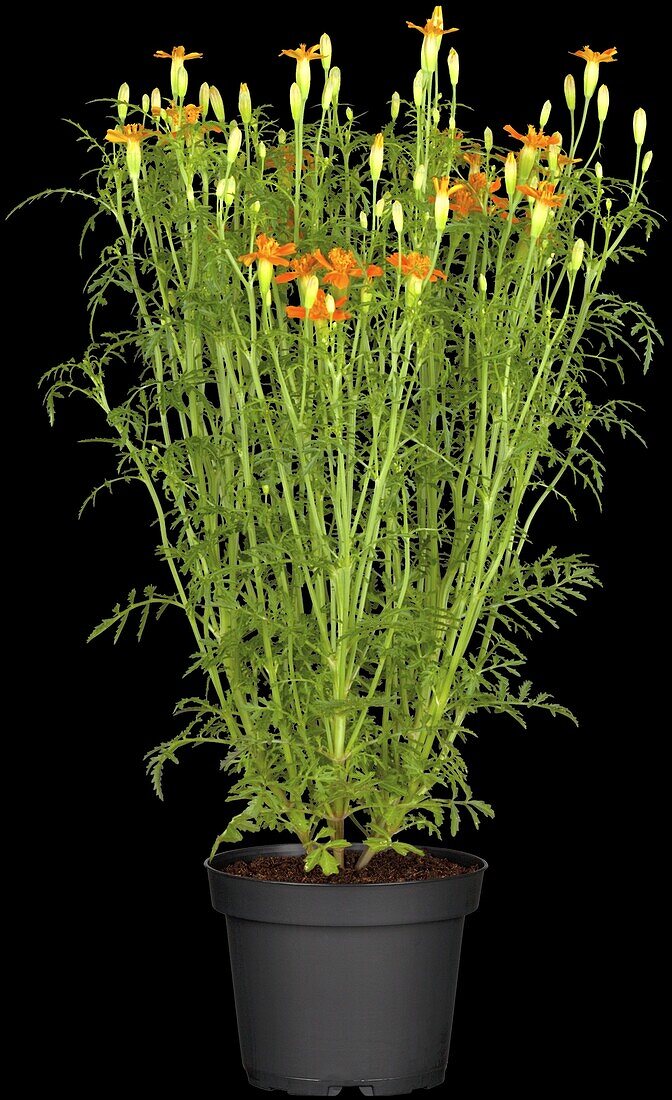 Tagetes erecta