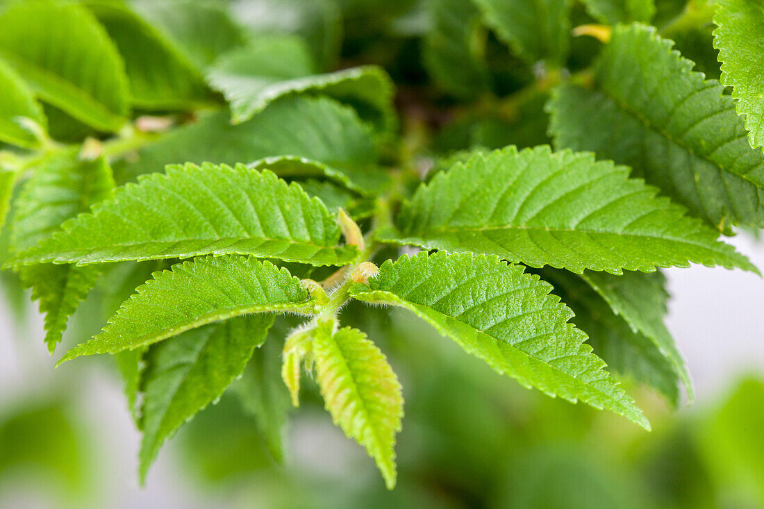 Ulmus x hollandica 'Jacqueline Hillier'