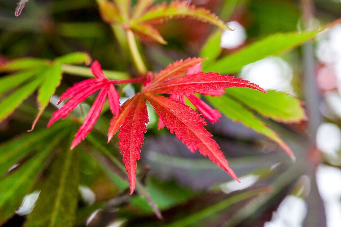 Acer palmatum 'Dissectum'