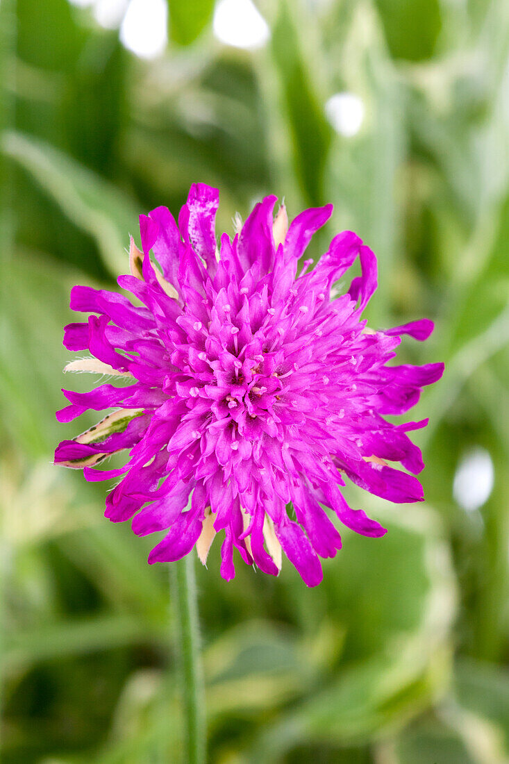 Knautia macedonica 'Thunder and Lightning'