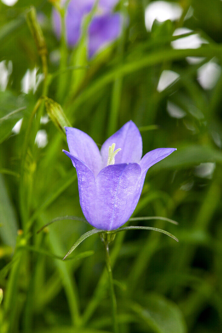 Campanula medium