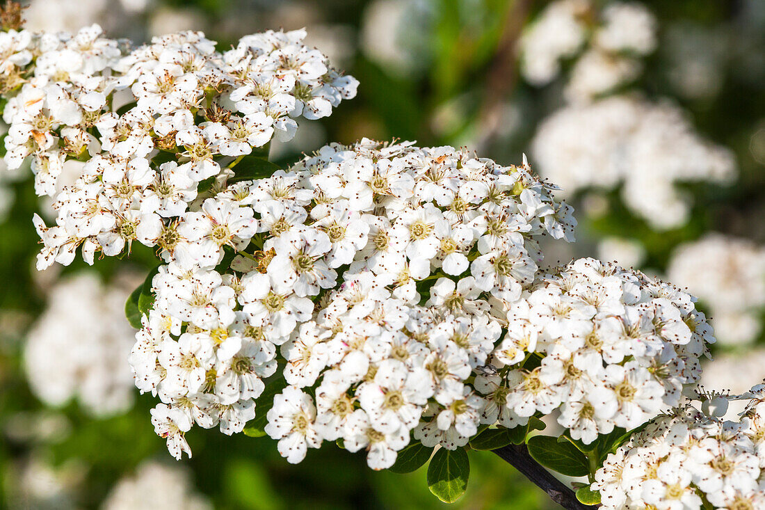 Spiraea nipponica Snowmound