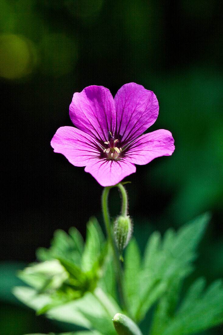 Geranium x magnificum