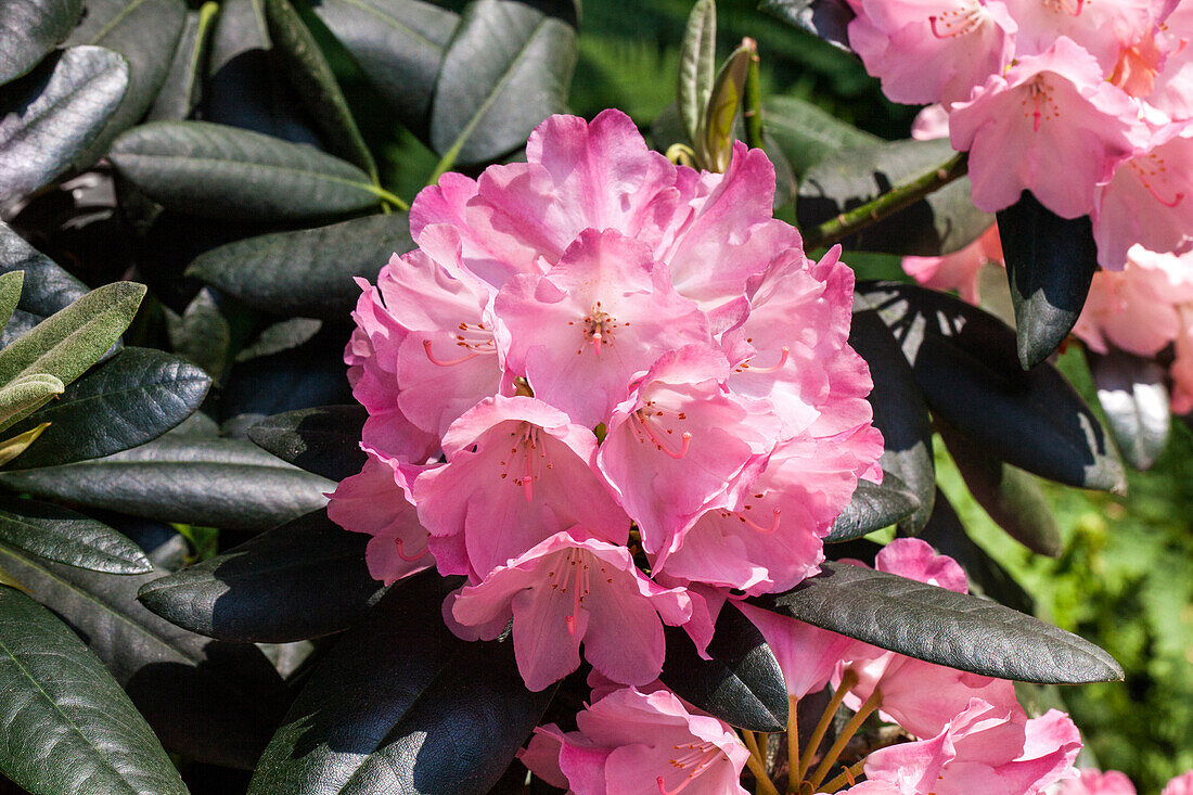 Rhododendron 'Johann Bruns'