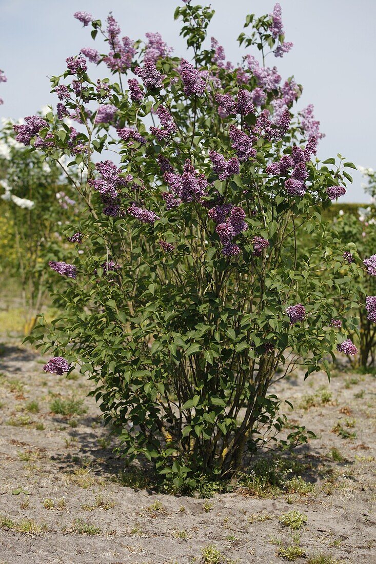 Syringa vulgaris Sensation