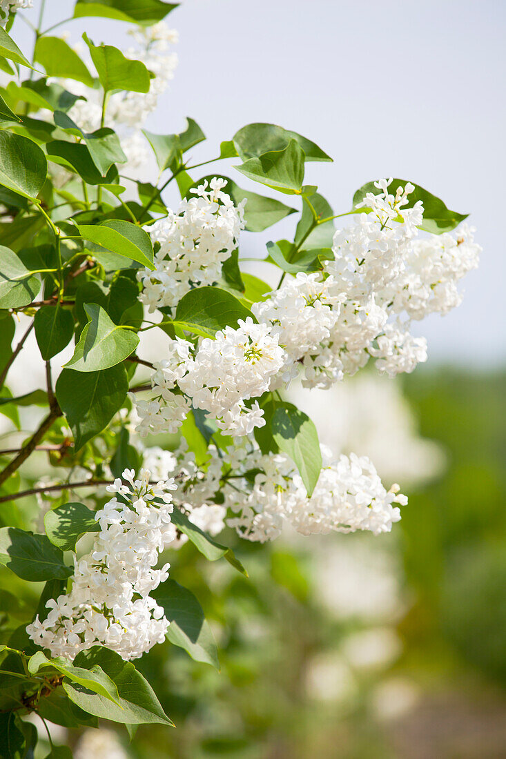 Syringa hyacinthiflora