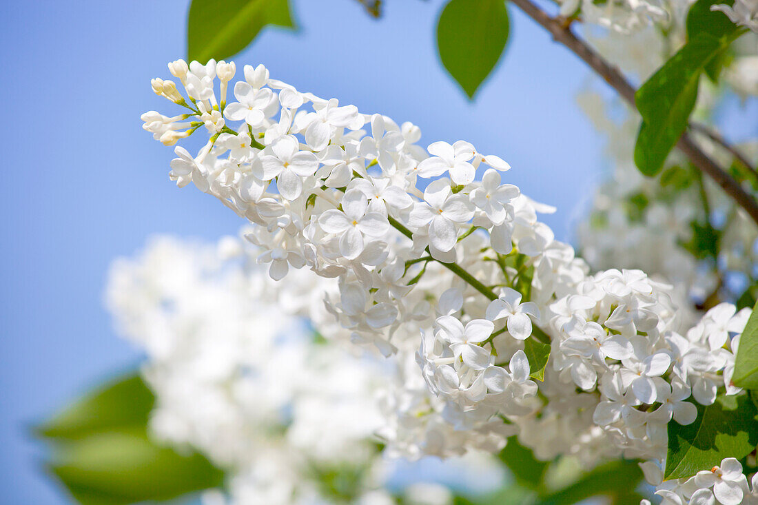 Syringa vulgaris