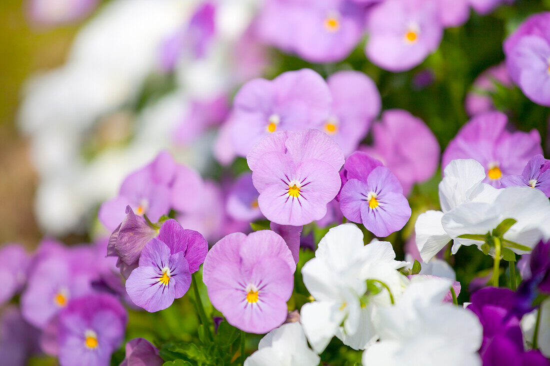 Viola cornuta Twix® 'Rosy'