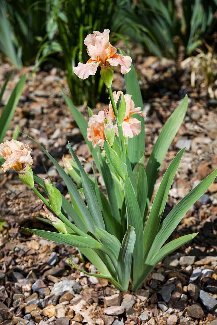 Iris x germanica 'June Rose'