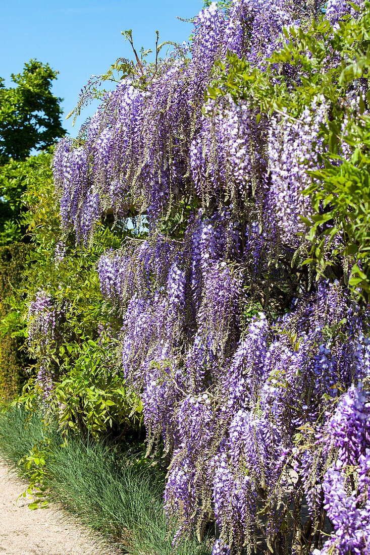 Wisteria floribunda 'Macrobotrys'