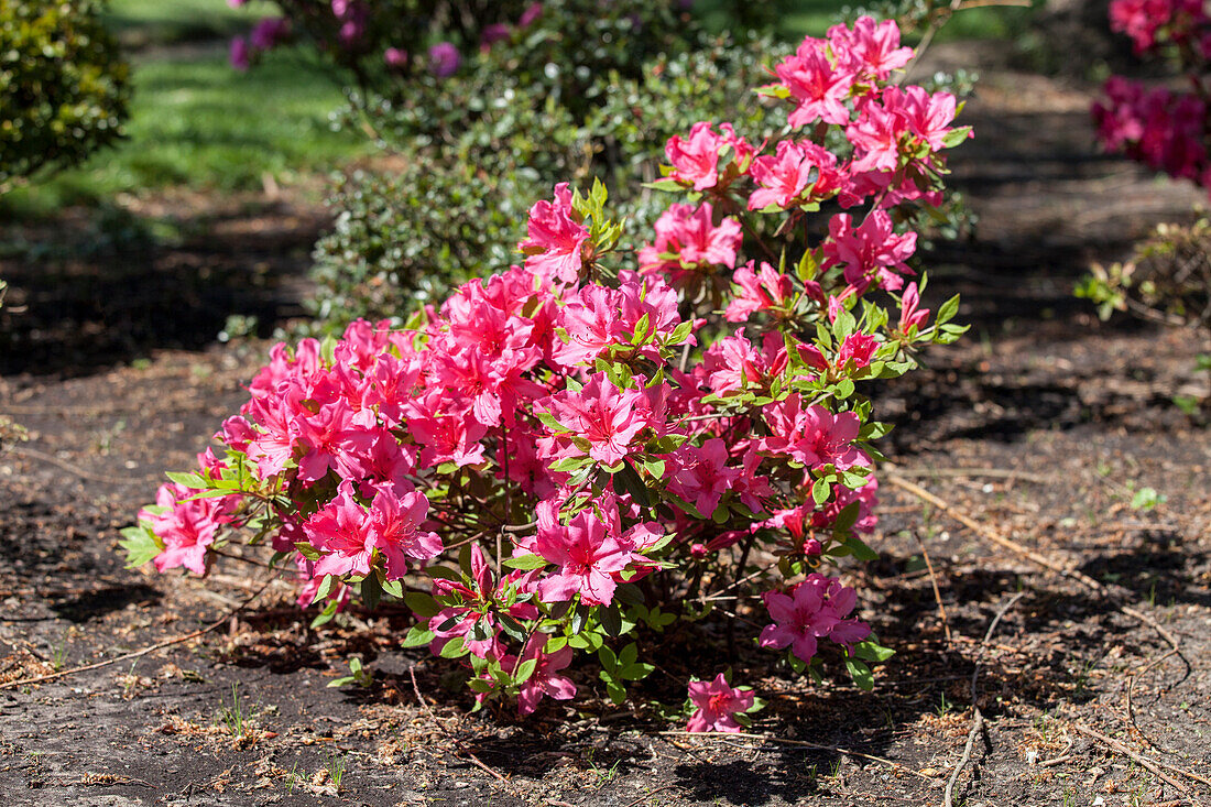 Rhododendron obtusum 'Rose Fairy Tale