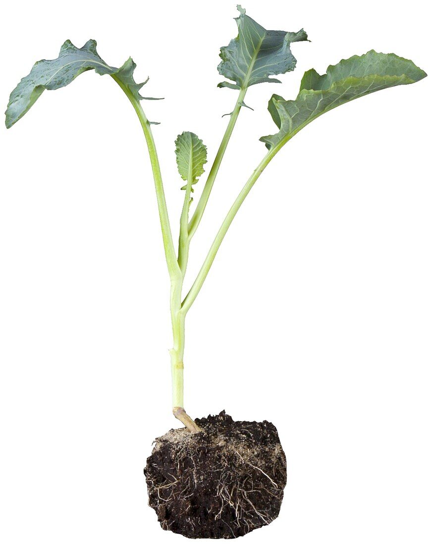 Brassica oleracea var. italica