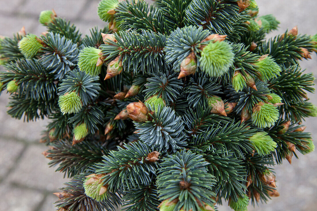 Picea sitchensis 'Silver dwarf'.