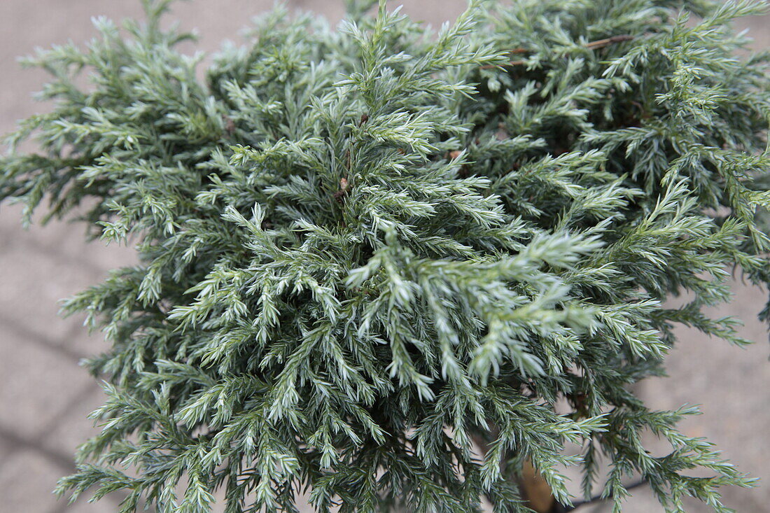 Juniperus squamata 'Blue Star', strain