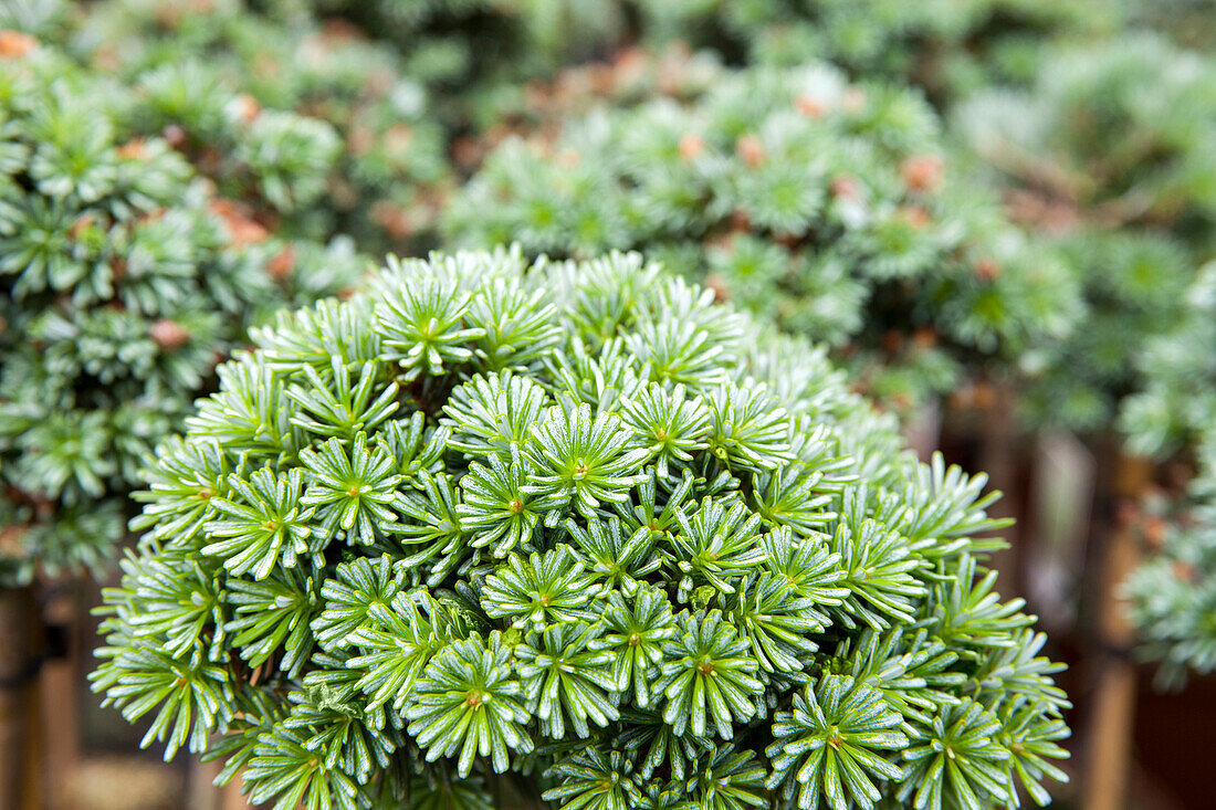 Abies koreana 'Blue Eskimo', stem