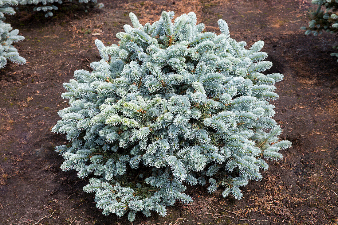 Abies procera 'Glauca