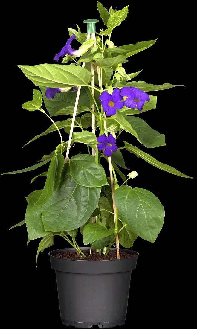 Thunbergia battiscombei