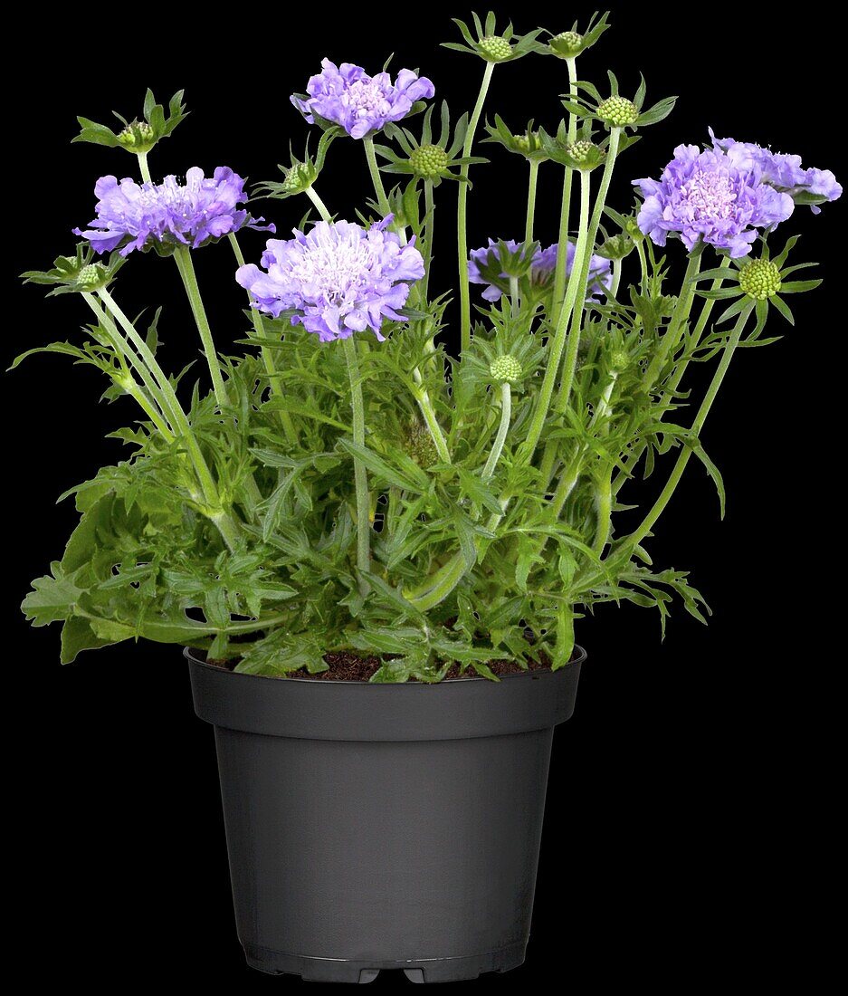 Scabiosa columbaria