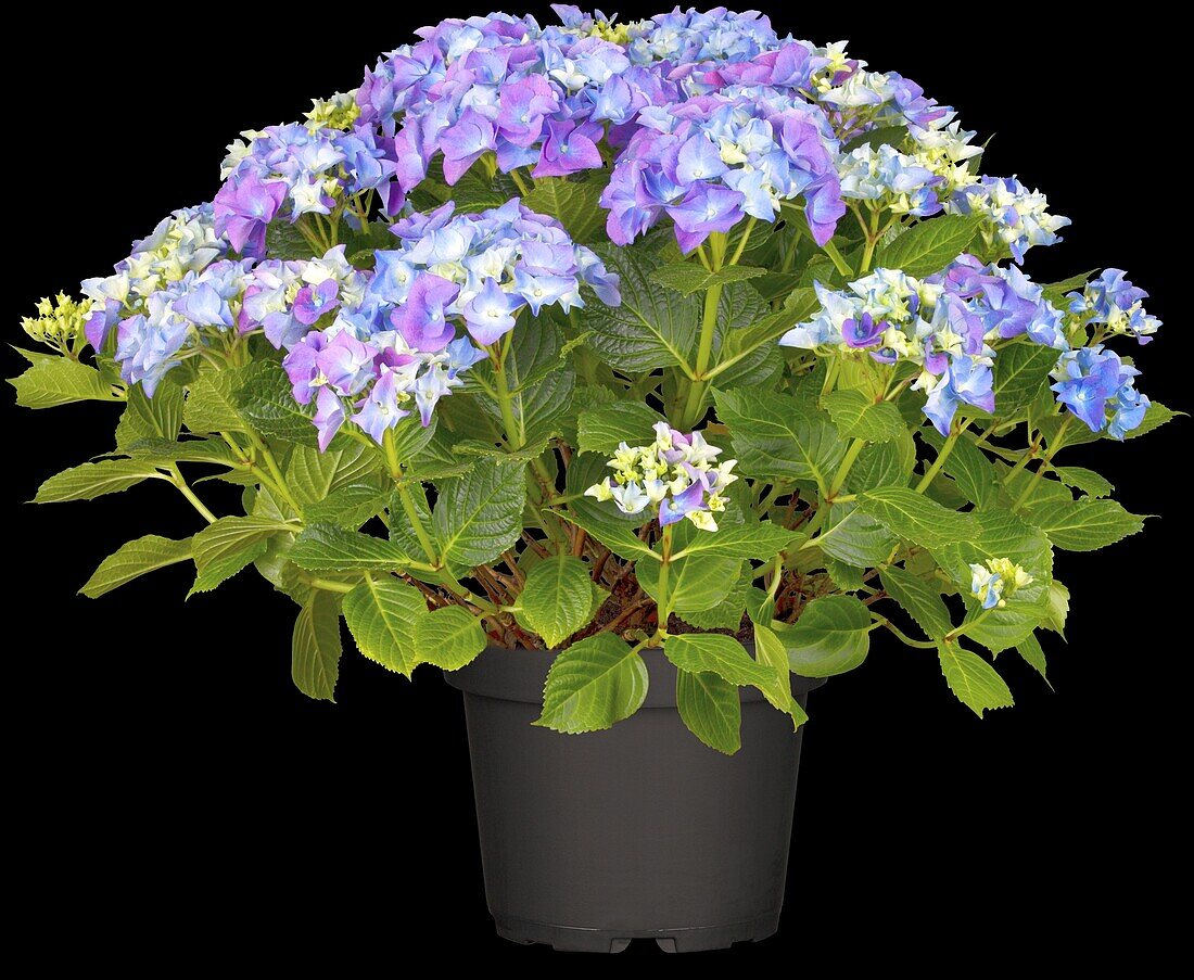 Hydrangea macrophylla, blau