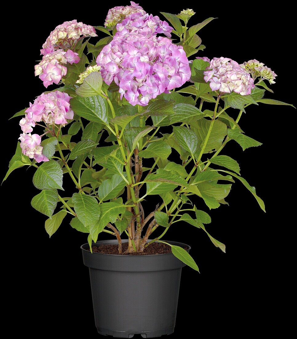 Hydrangea macrophylla