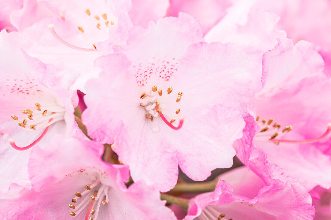 Rhododendron yakushimanum 'Frühlingsanfang'