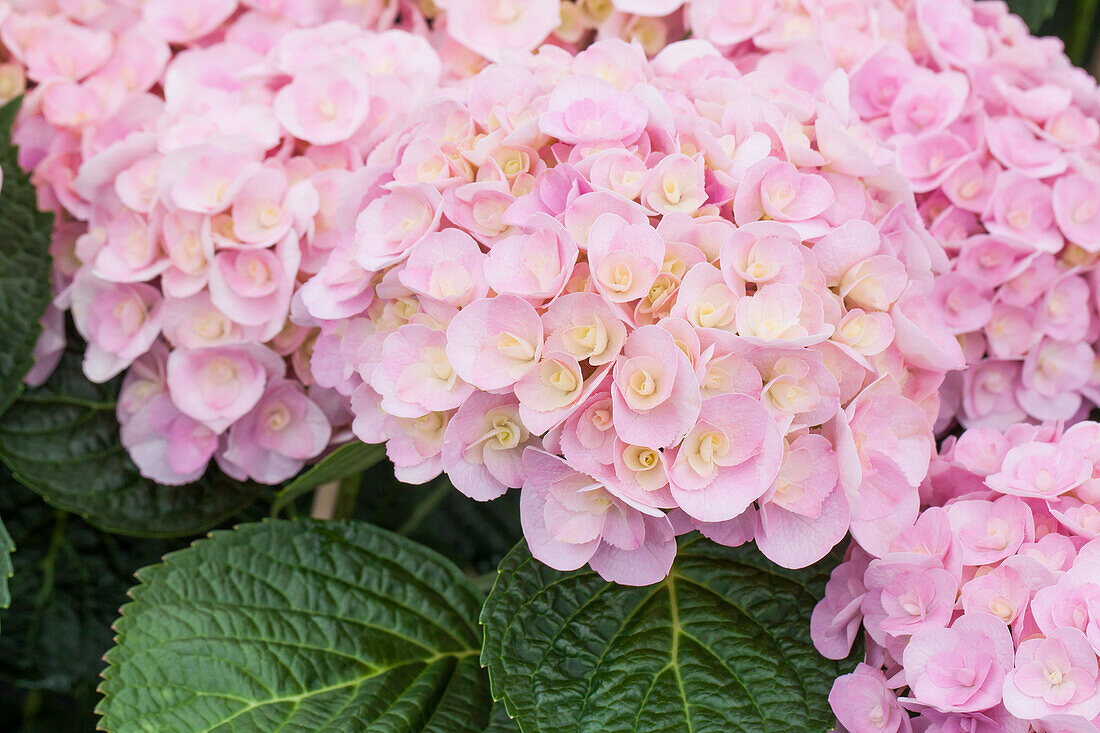 Hydrangea macrophylla 'Love'