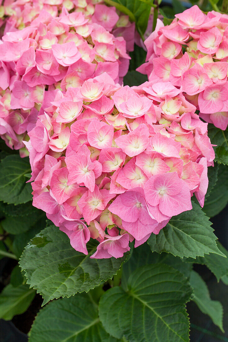 Hydrangea macrophylla 'Bela'(s), rosa