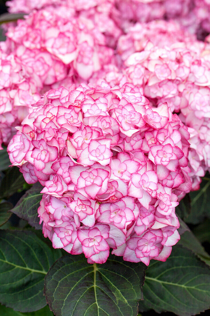 Hydrangea macrophylla 'Miss Saori' (pink)