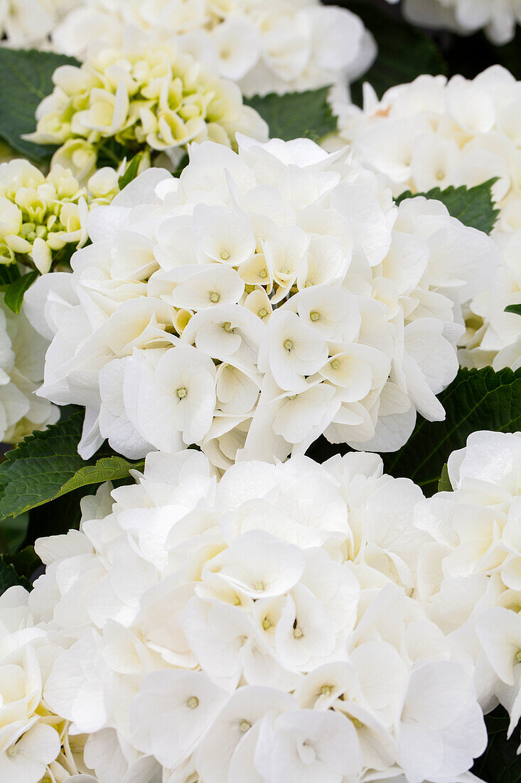 Hydrangea macrophylla 'Saxon® Kleiner Winterberg'