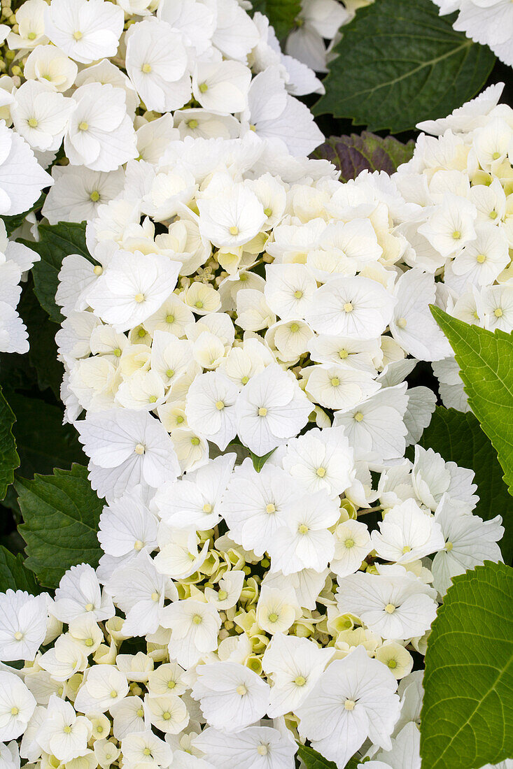 Hydrangea macrophylla 'Mistral'