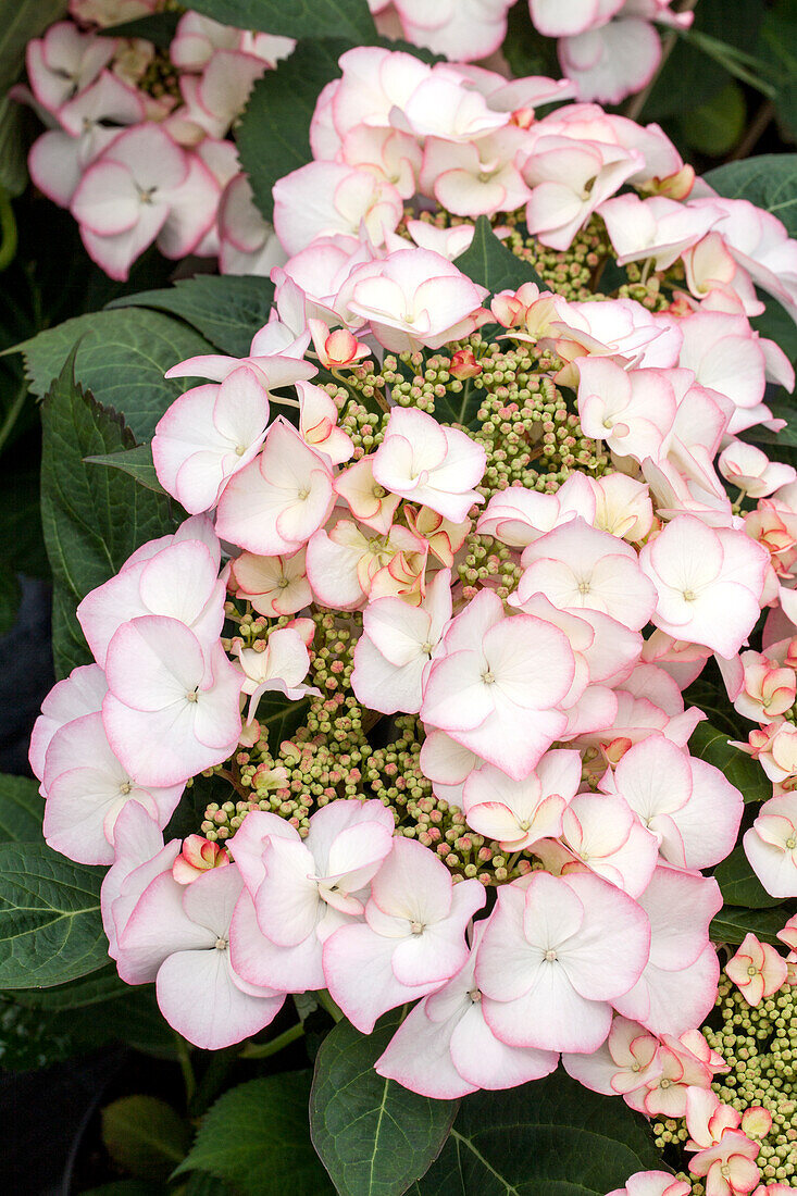 Hydrangea macrophylla 'Charme'