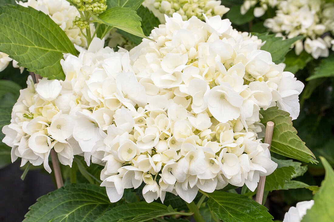 Hydrangea macrophylla 'Soeur Thérèse'