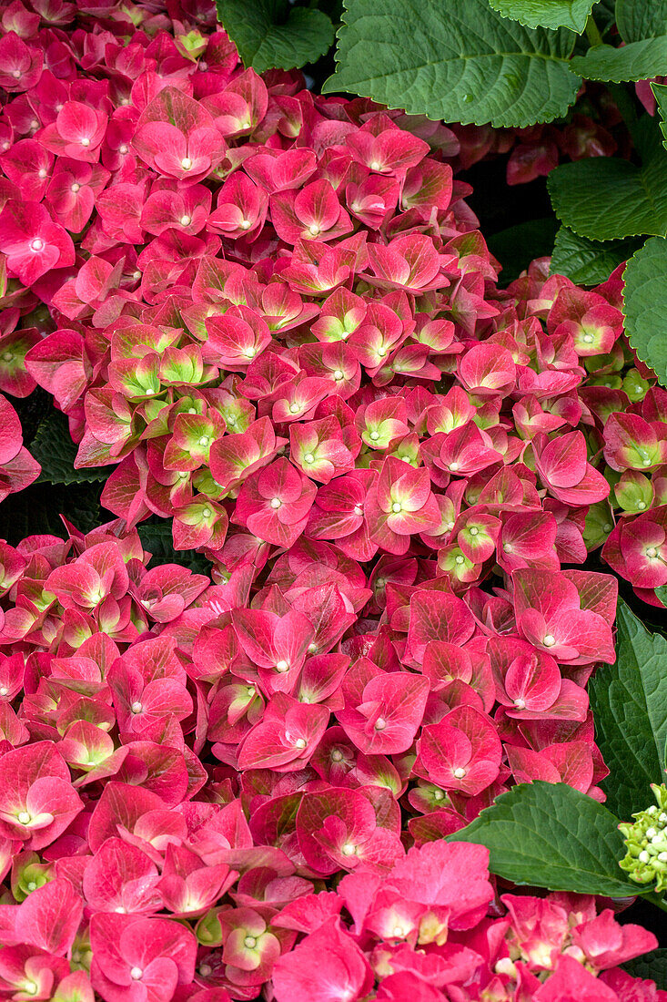 Hydrangea macrophylla 'Saxon® Grünes Gewölbe'