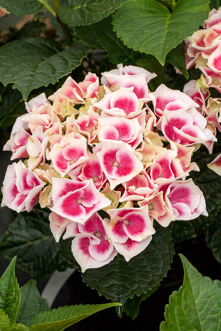 Hydrangea macrophylla 'Tivoli Red'®