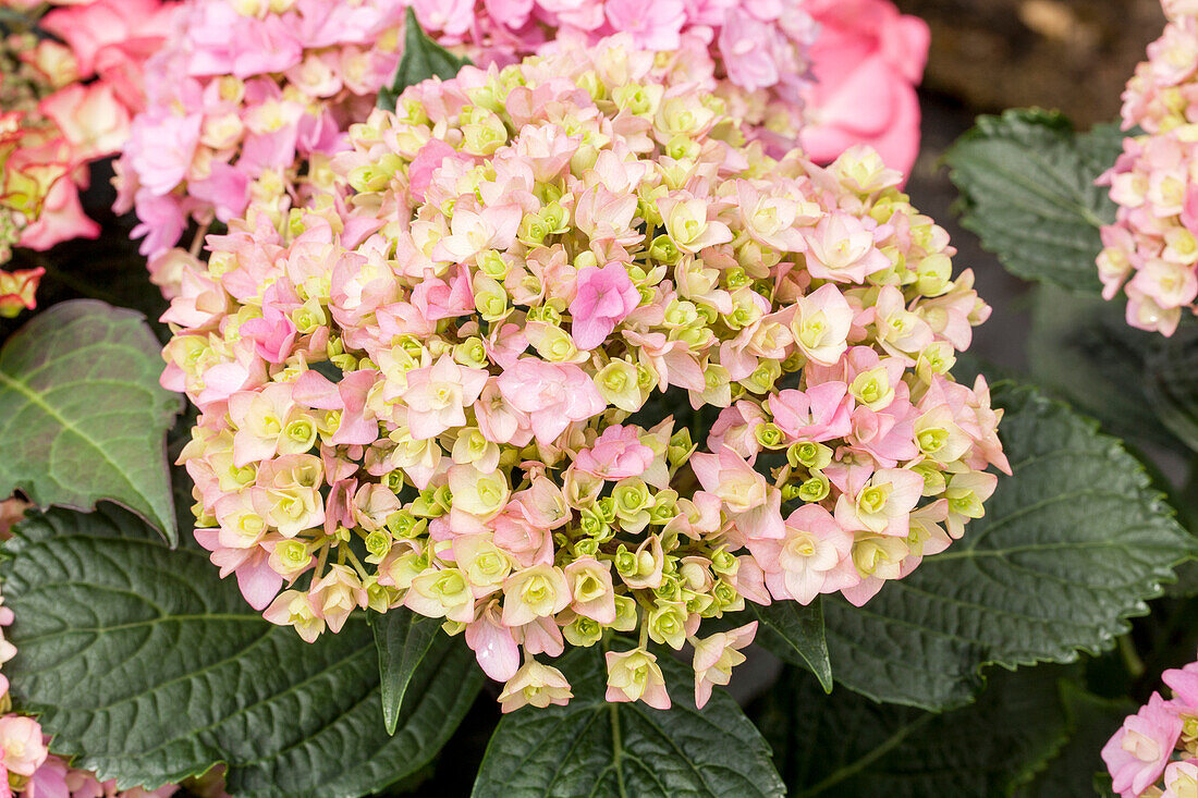 Hydrangea macrophylla You & Me 'Together'®, pink