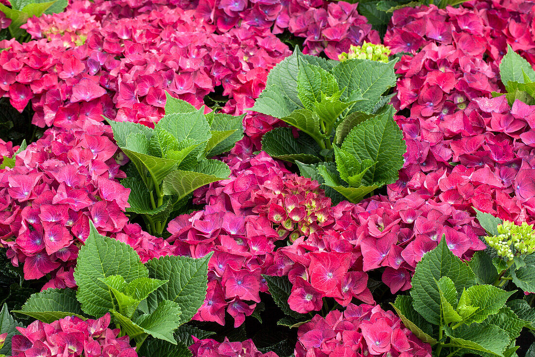 Hydrangea macrophylla 'Hot Red Purple'