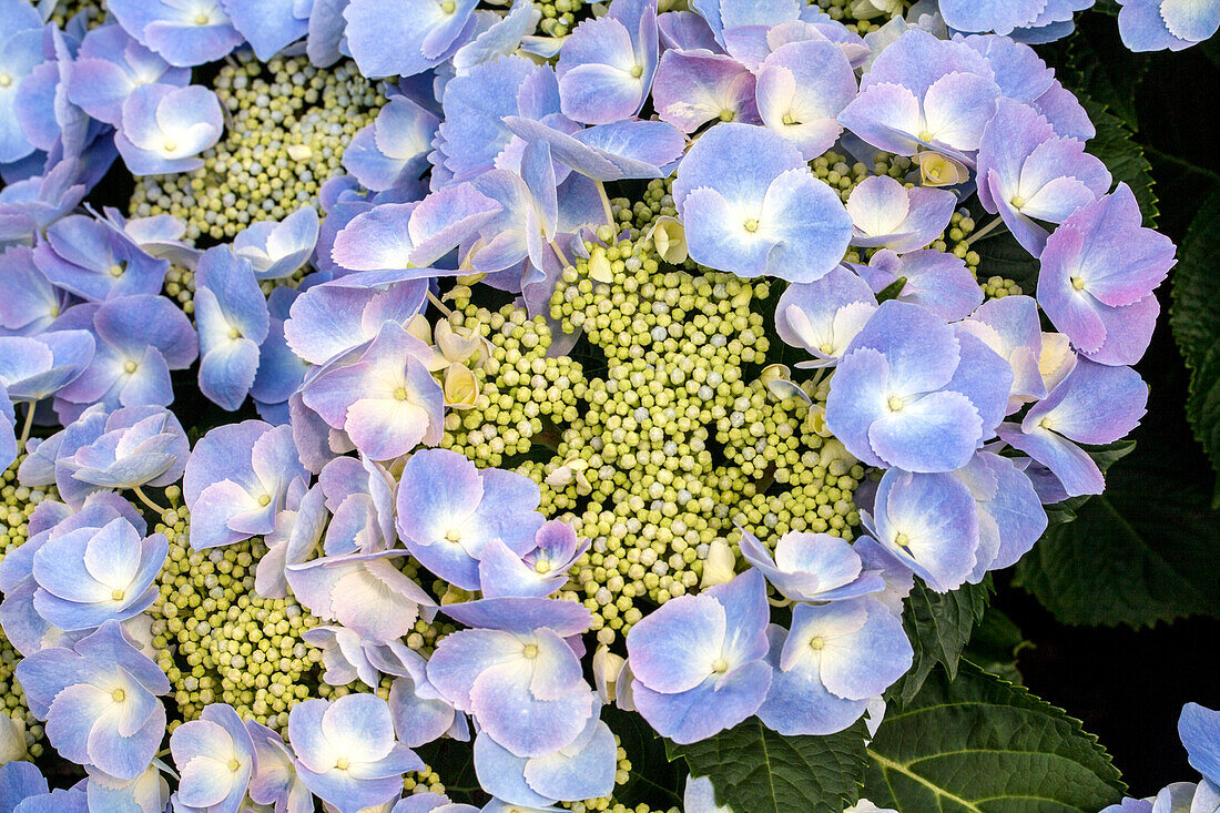 Hydrangea macrophylla 'Frisbee'®