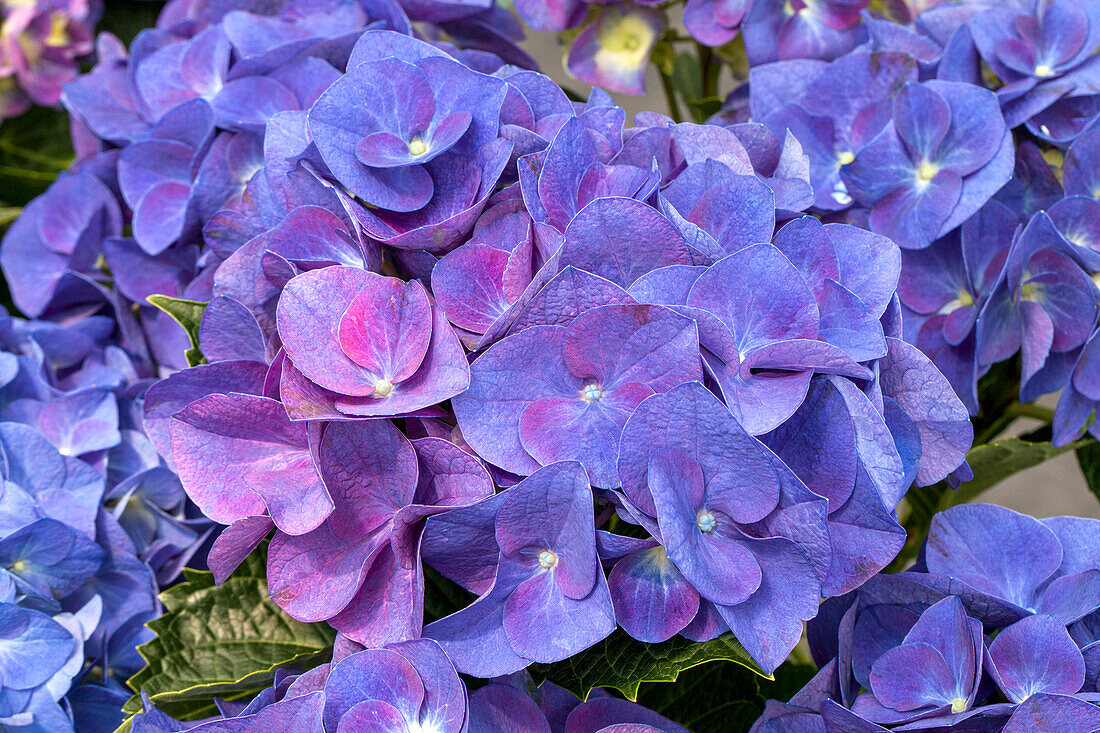 Hydrangea macrophylla 'Jip Blue'