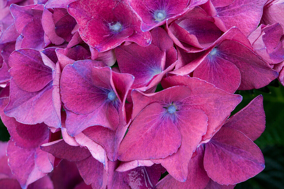 Hydrangea macrophylla 'Red Beauty Lila'