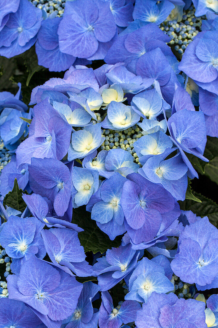 Hydrangea macrophylla 'Blaumeise'