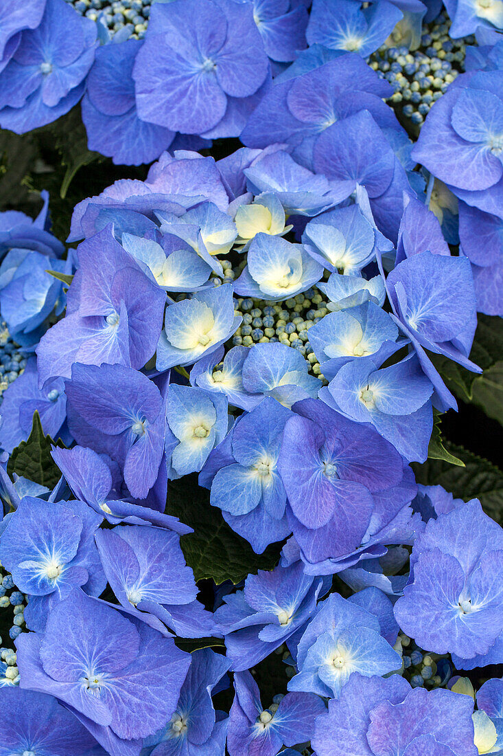 Hydrangea macrophylla 'Blue Tit