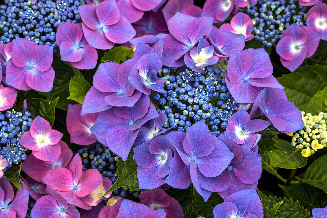 Hydrangea macrophylla 'Cardinal', purple