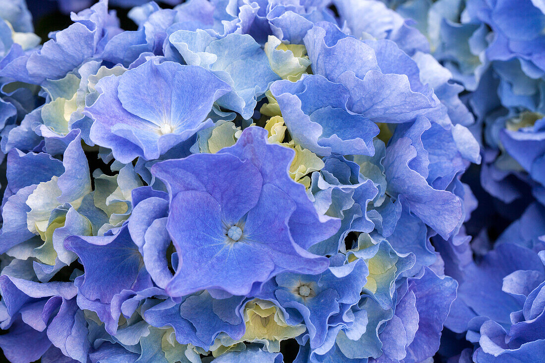 Hydrangea macrophylla 'Fripon', violet