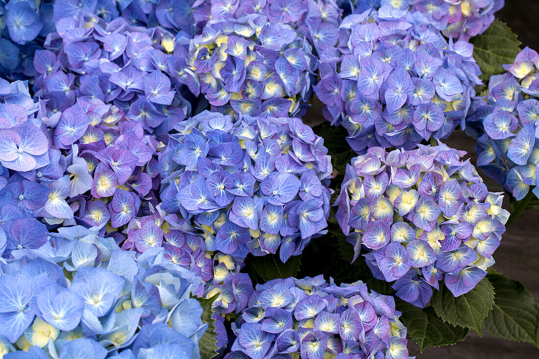 Hydrangea macrophylla 'Bela'(s)