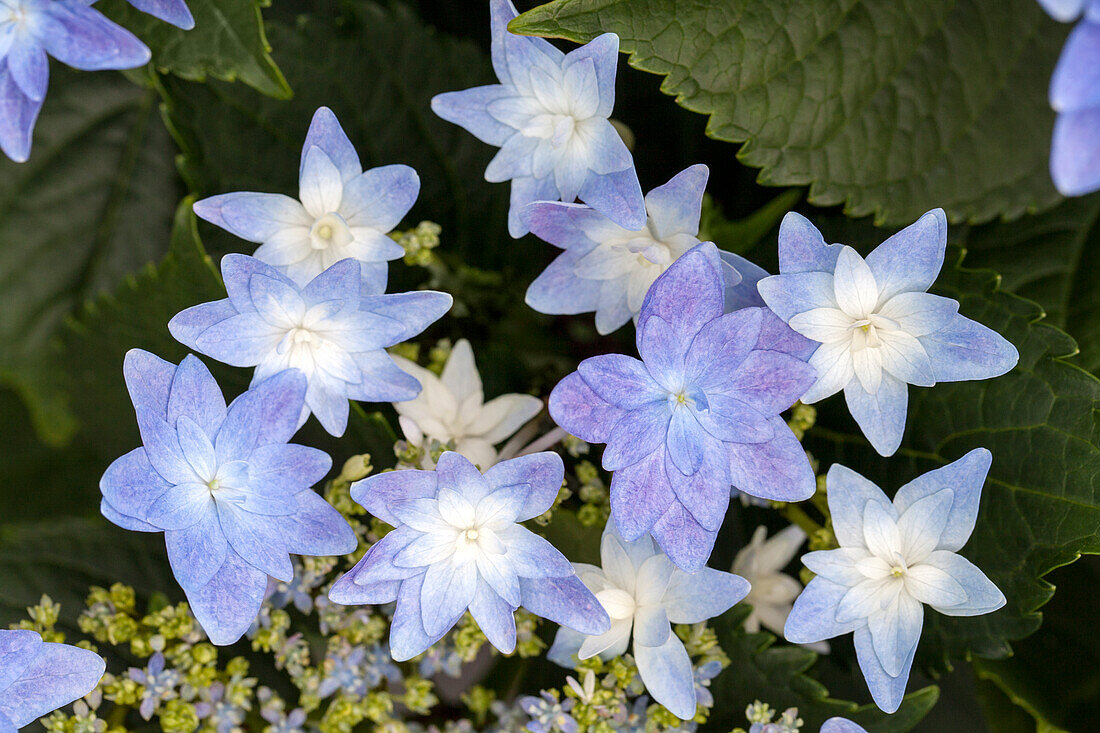 Hydrangea macrophylla 'Elleair Anniversary'®