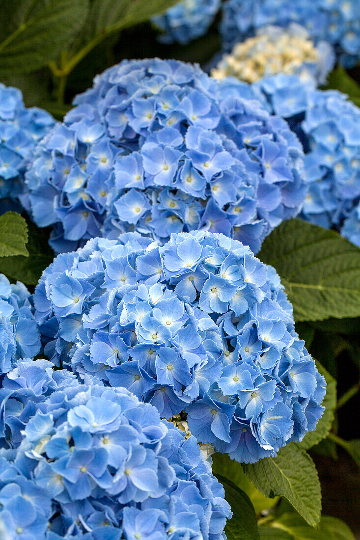 Hydrangea macrophylla 'Coquin'®