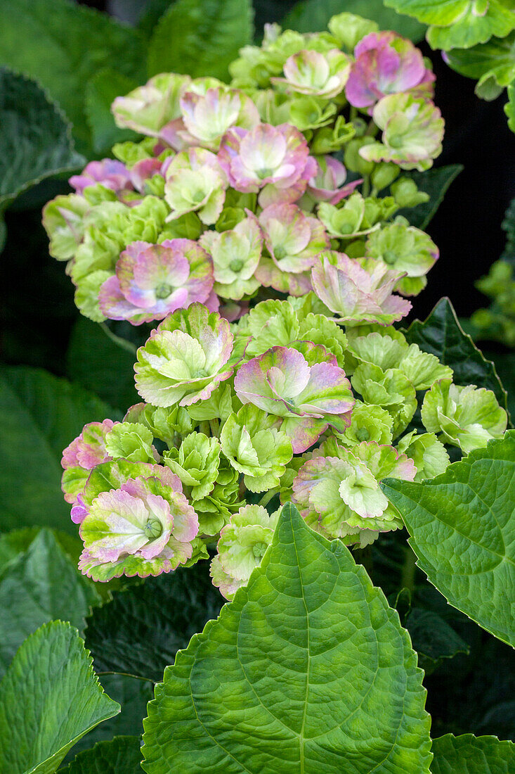 Hydrangea macrophylla 'Magical Coral'®, pink