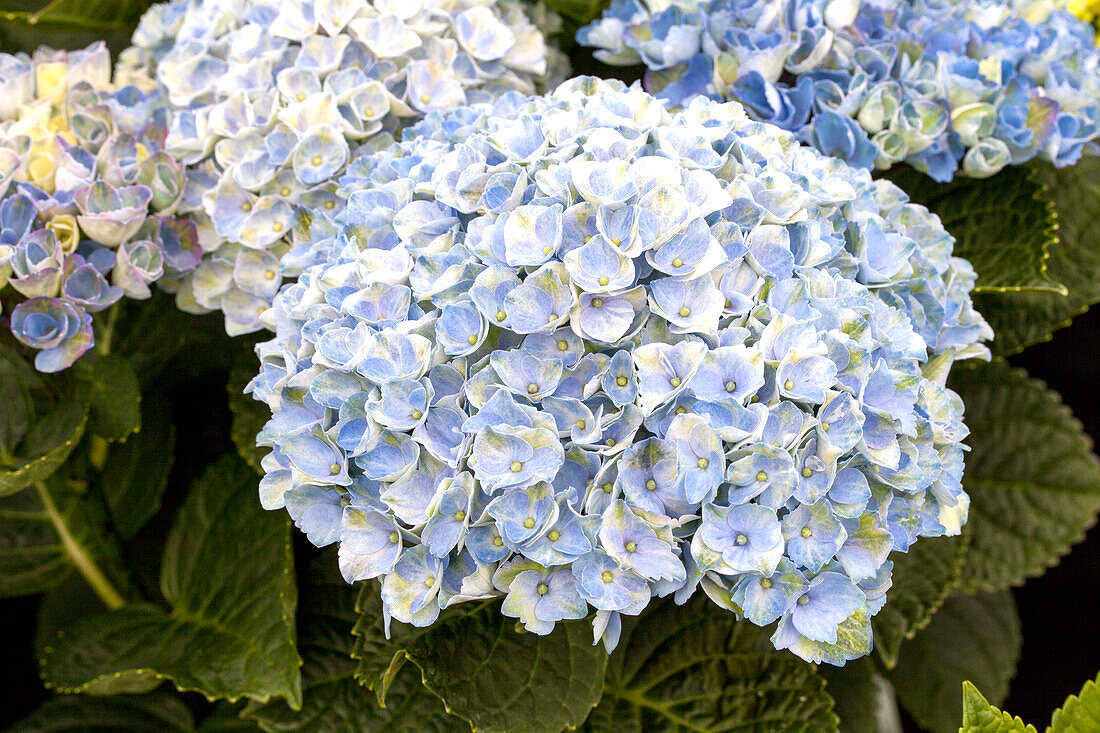 Hydrangea macrophylla 'Magical Revolution'®, blue