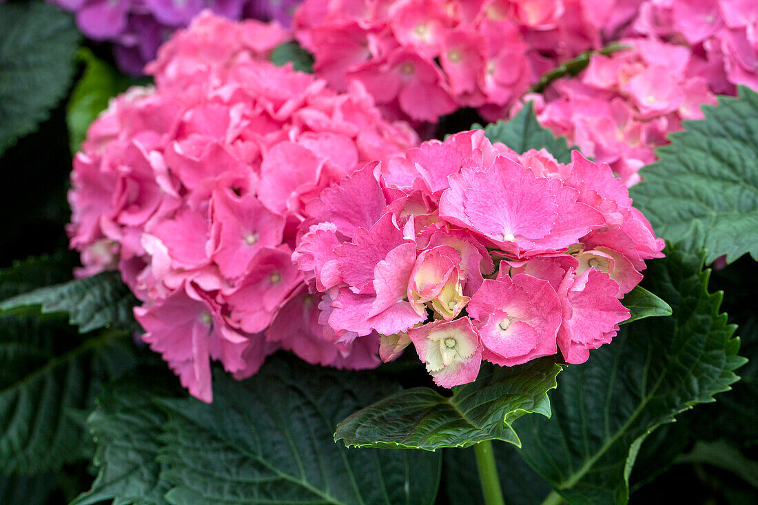 Hydrangea macrophylla 'Schöne Bautznerin'