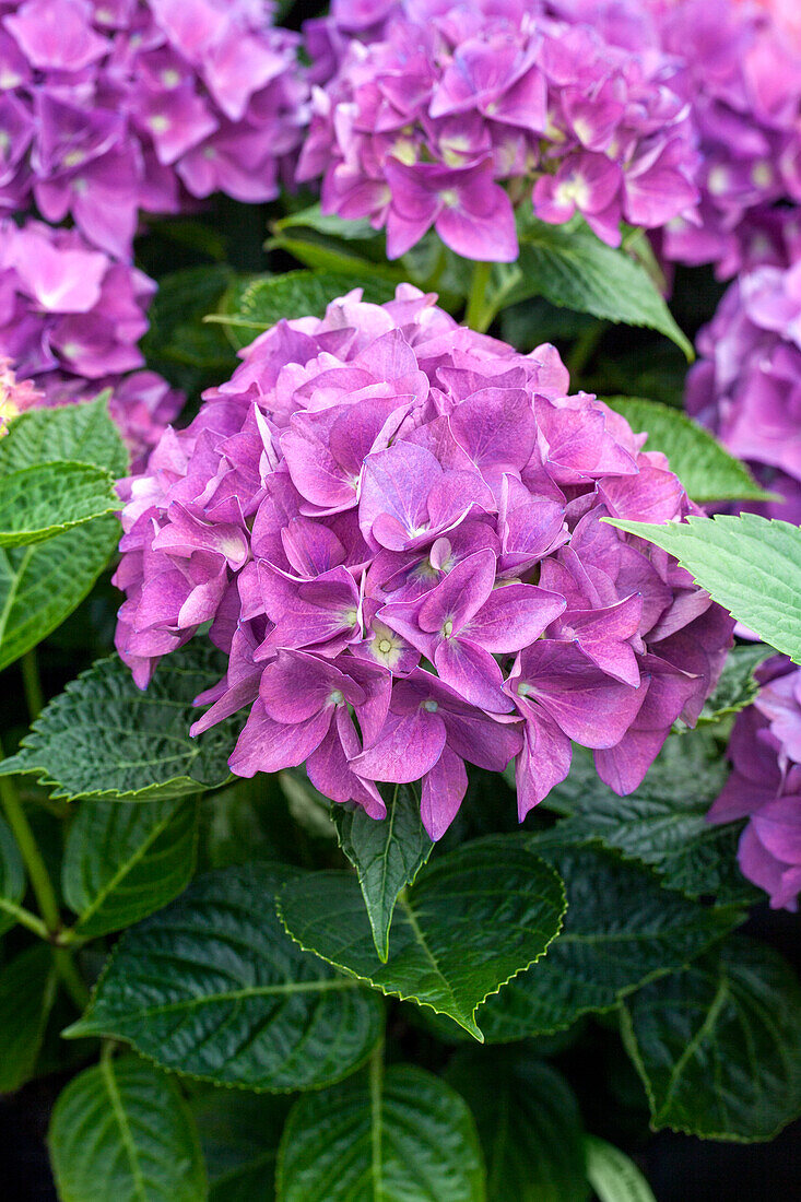 Hydrangea macrophylla 'Hobergine'®